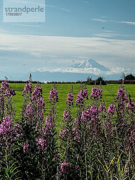 Blumen  Alaska