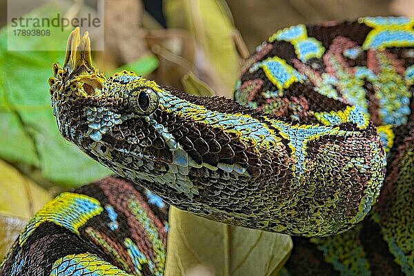 Vipère rhinocéros sur fond noir. Pfeilnasenotter (Bitis nasicornis) auf schwarzem Hintergrund