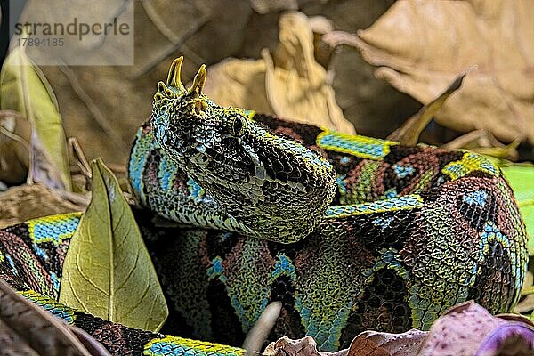 Vipère rhinocéros sur fond noir. Pfeilnasenotter (Bitis nasicornis) auf schwarzem Hintergrund