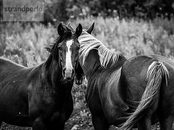 Pferde  Schwarz-Weiß  Alaska