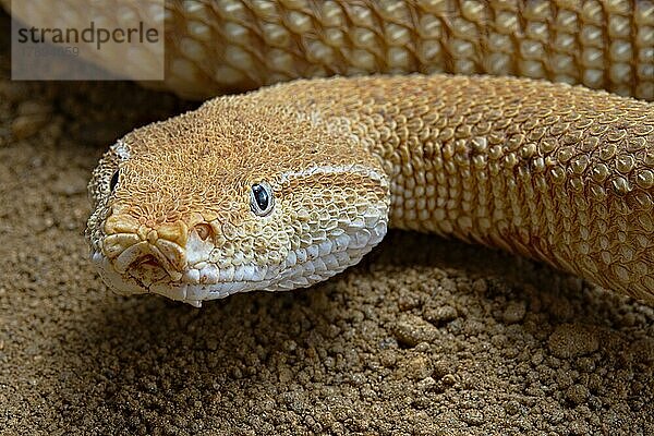 Asiatische Sandviper (Eristicophis macmahoni) Iran