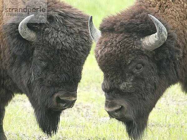 Bison  Alaska