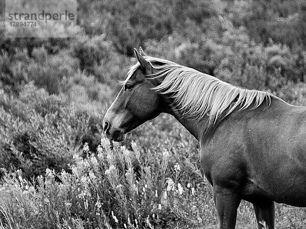 Pferd  Schwarz-Weiß  Alaska