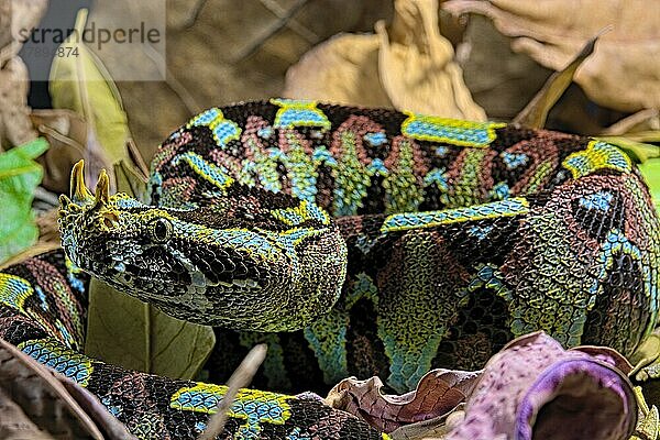 Vipère rhinocéros sur fond noir. Pfeilnasenotter (Bitis nasicornis) auf schwarzem Hintergrund