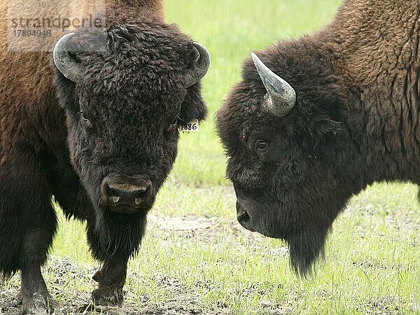 Bison  Alaska