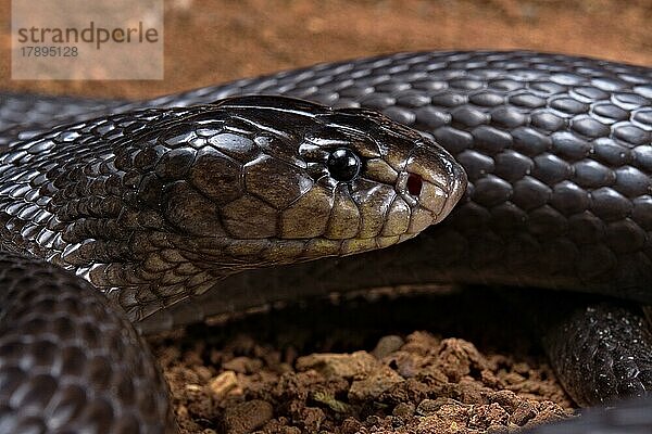 Wüstenkobra (Walterinnesia aegyptia) Egypte