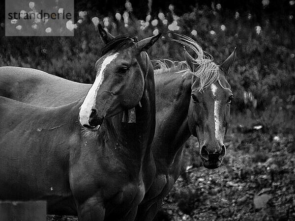 Pferde  Schwarz-Weiß  Alaska