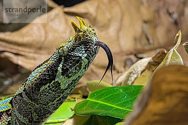 Vipère rhinocéros sur fond noir. Pfeilnasenotter (Bitis nasicornis) auf schwarzem Hintergrund