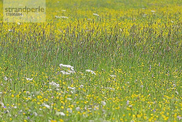 Berg-Wiese mit Wildblumen  Hahnenfuß (Ranunculus) und Süßgras Wiesenfuchsschwanz (Alopecurus pratensis)  Allgäuer Alpen  Allgäu  Bayern  Deutschland  Europa