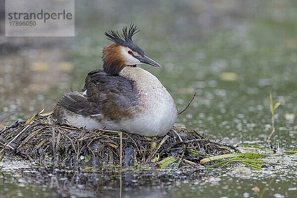 Haubentaucher (Podiceps cristatus) sitzt brütend aud dem Nest  Nettetal  Nordrheinwestfalen  Deutschland  Europa