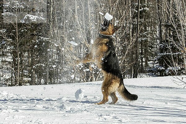 Deutscher Schäferhund spielt mit Schnee