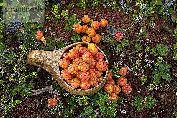 Moltebeeren (Rubus chamaemorus) in einem Holzbecher  Finnmark  Lappland  Alta  Norwegen  Europa