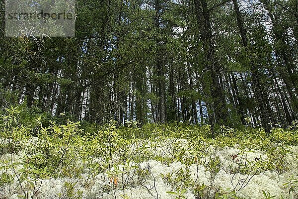 Wald mit Heidelbeeren -Vaccinium myrtillus- und Rentierflechte -cladonia rangiferina-
