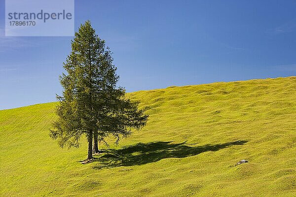 Buckelwiesen zwischen Mittenwald und Krün  Werdenfelser Land  Oberbayern  Bayern  Deutschland  Europa