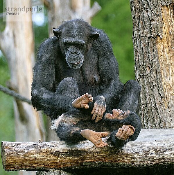 Westafrikanischer Schimpanse (Pan troglodytes verus)  Mutter und Jungtier spielen  captive  Deutschland  Europa