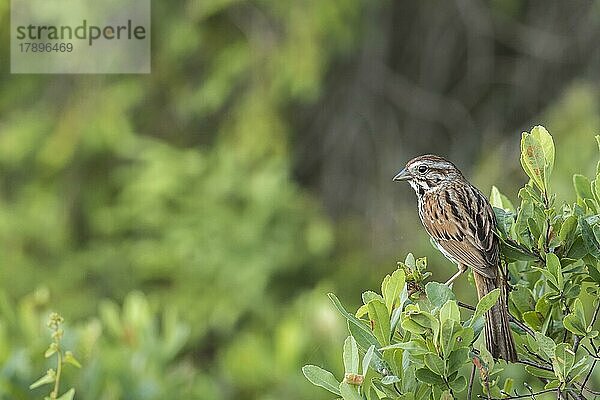 Singspatz. Melospiza melodia. Erwachsener sitzt auf einem Baum und beobachtet