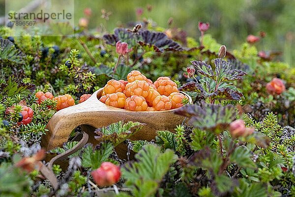 Moltebeeren (Rubus chamaemorus) in einem Holzbecher  Finnmark  Lappland  Alta  Norwegen  Europa