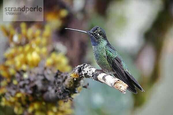 Glitzerbrillantkolibri (Eugenes spectabilis)  Männchen  lebt im Hochland  Cordillera de Talamanca  Costa Rica  Mittelamerika