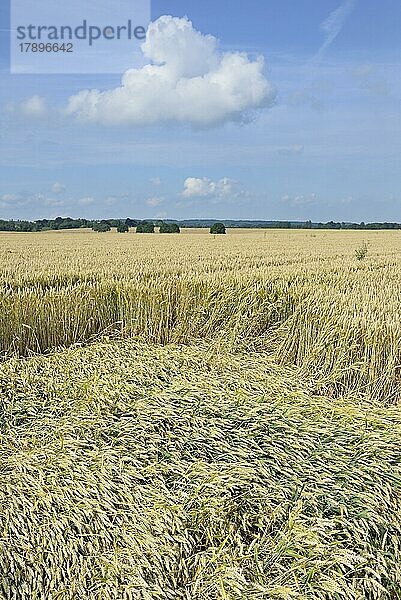 Getreidefeld  niedergeschlagener Weizen (Triticum L.) (Triticum L.) nach Unwetter  Ernteausfall  Nordrhein-Westfalen  Deutschland  Europa