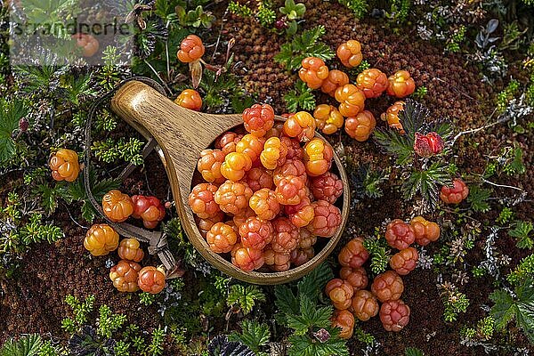 Moltebeeren (Rubus chamaemorus) in einem Holzbecher  Finnmark  Lappland  Alta  Norwegen  Europa