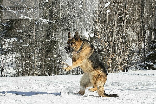 Deutscher Schäferhund spielt mit Schnee