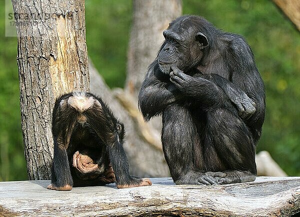 Westafrikanischer Schimpanse (Pan troglodytes verus)  Mutter und Jungtier  captive  Deutschland  Europa