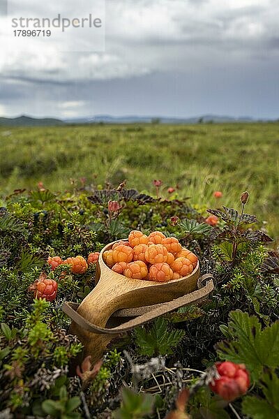 Moltebeeren (Rubus chamaemorus) in einem Holzbecher  Finnmark  Lappland  Alta  Norwegen  Europa