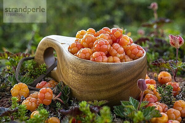 Moltebeeren (Rubus chamaemorus) in einem Holzbecher  Finnmark  Lappland  Alta  Norwegen  Europa