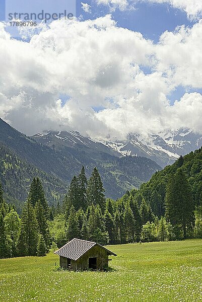 Ausblick über eine blühende Bergwiese mit Holzschober und auf die Berge im Stillachtal bei Oberstdorf  Allgäuer Alpen  Allgäu  Bayern  Deutschland  Europa