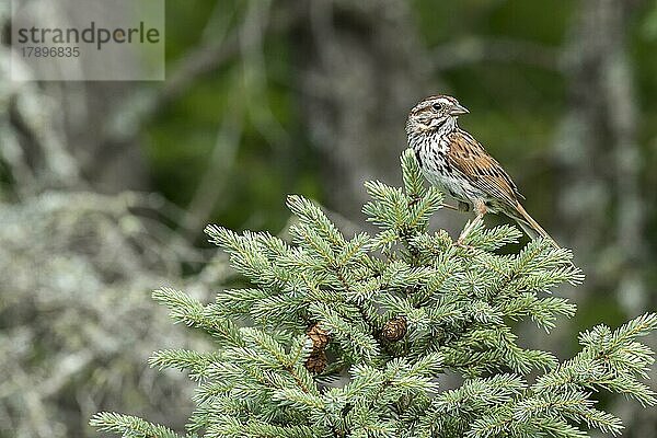 Singspatz. Melospiza melodia. Erwachsener sitzt auf einem Baum und beobachtet