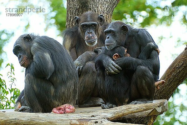 Westafrikanischer Schimpanse (Pan troglodytes verus)  Tiergruppe mit Jungtier  captive  Deutschland  Europa