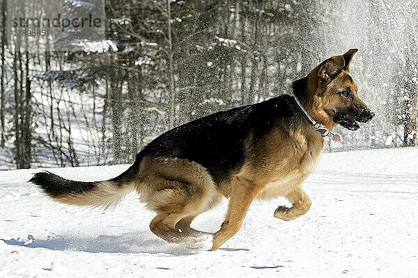 Deutscher Schäferhund spielt mit Schnee