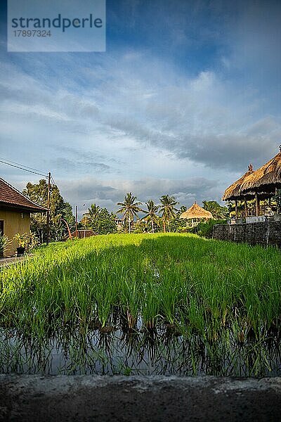 Reisfeld an einem warmen Nachmittag  Bali  Indonesien  Asien