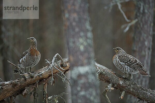 Auerhuhn (Tetrao urogallus)  zwei Hennen auf Baumstamm sitzend  Kainuu  Finnland  Europa