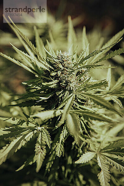 Nahaufnahme einer wachsenden Cannabispflanze