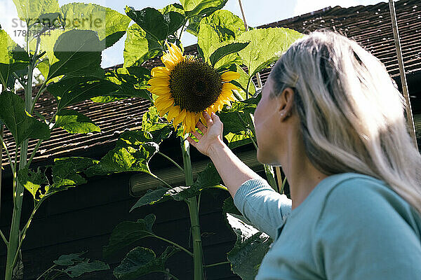 Blonde Frau berührt Sonnenblume an einem sonnigen Tag