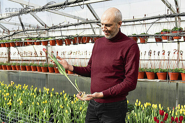 Lächelnder Geschäftsmann steht mit Tulpenblume im Gewächshaus