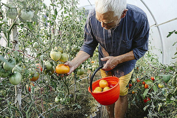 Älterer Mann pflückt reife Tomaten im Eimer