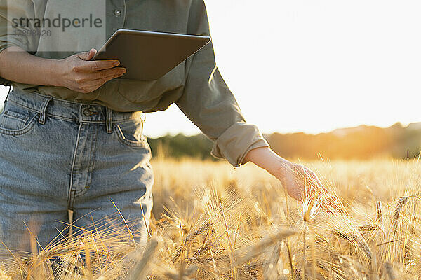 Frau hält digitales Tablet im Feld und untersucht Gerstenähre