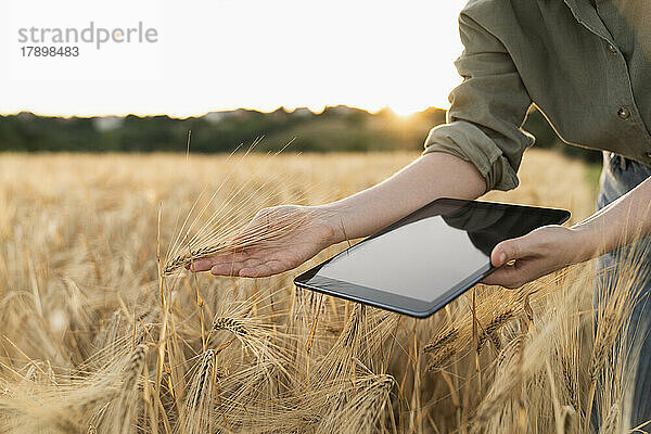 Frau hält digitales Tablet im Feld und untersucht Gerstenähre