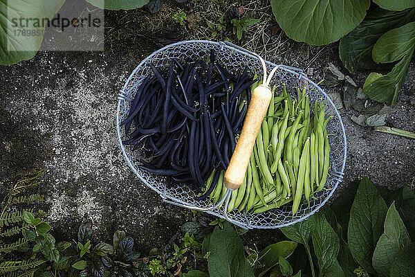 Basket of freshly harvested green and purple beans