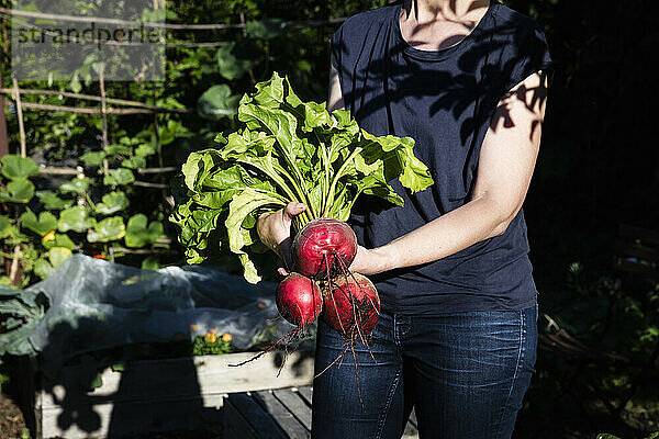 Midsection of woman holding freshly dug beets