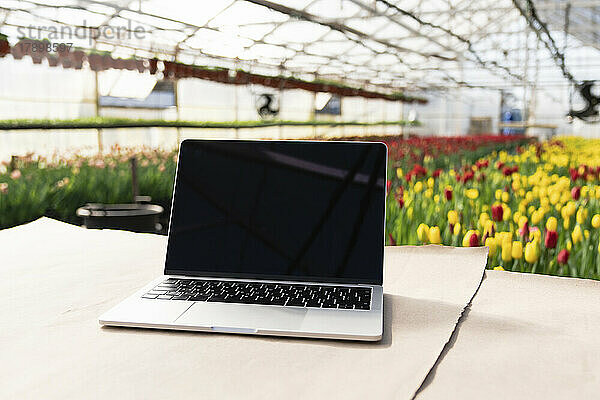 Laptop auf Tisch mit Tulpengewächshaus im Hintergrund