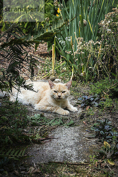 Hauskatze entspannt im Garten