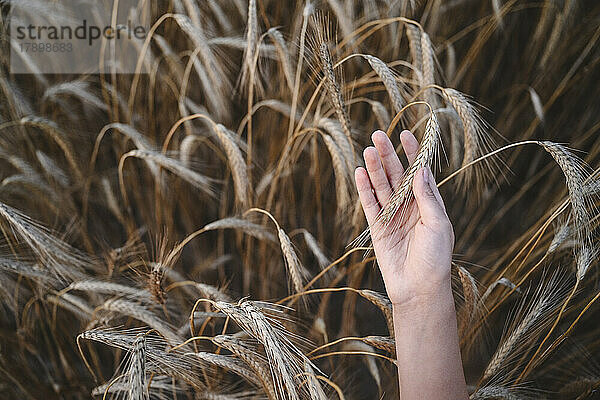 Hand of girl touching rye crops