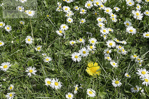 Weiße Gänseblümchen blühen auf grünem Gras