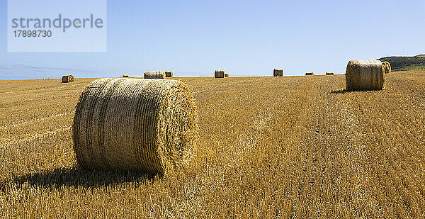 Hay bales in agricultural field on sunny day