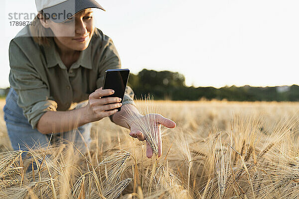 Frau macht mit dem Handy ein Foto einer Gerstenähre im Feld