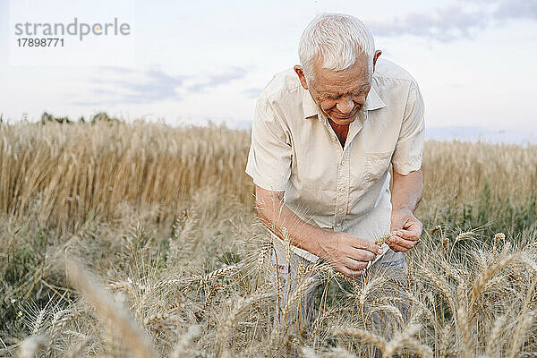 Älterer Bauer kontrolliert Weizenernte auf dem Feld
