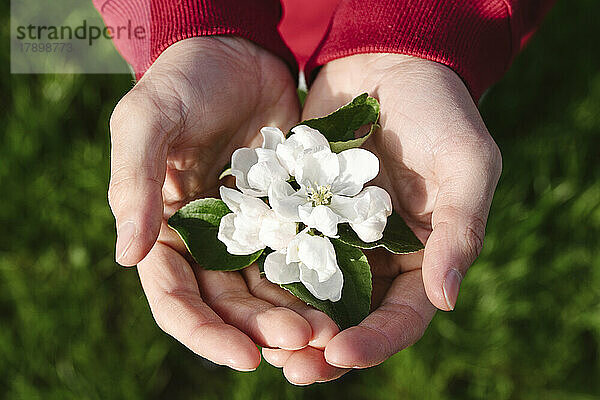 Hands of man holding white flower